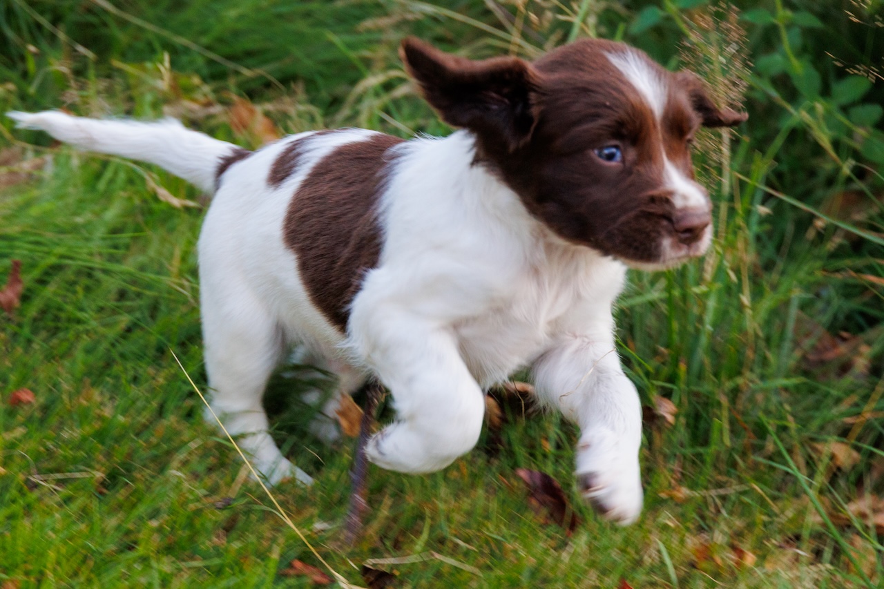 Cocker Spaniel