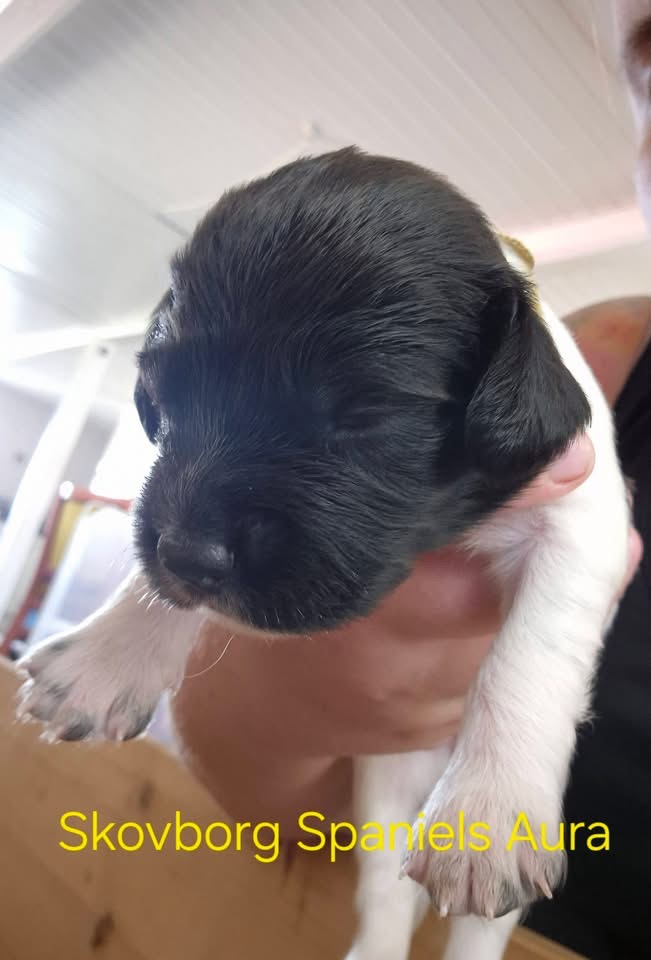 Cocker Spaniel