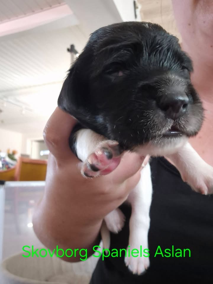 Cocker Spaniel
