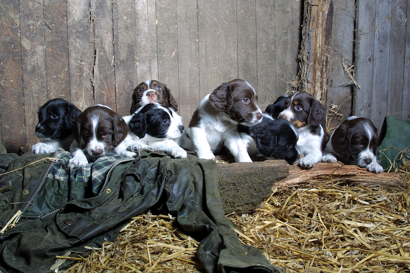 Engelsk Springer Spaniel