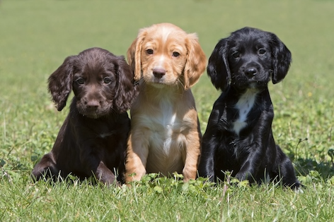Cocker Spaniel