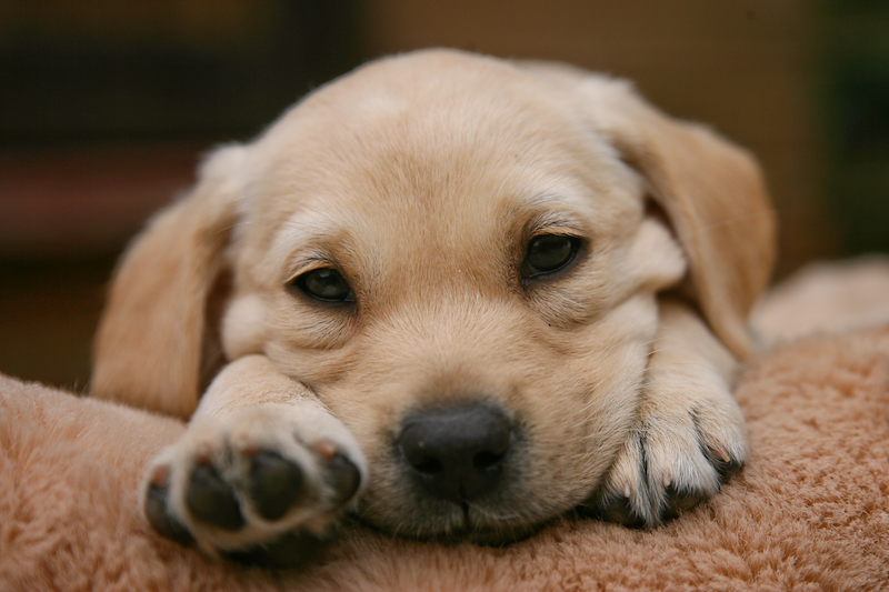Labrador Retriever