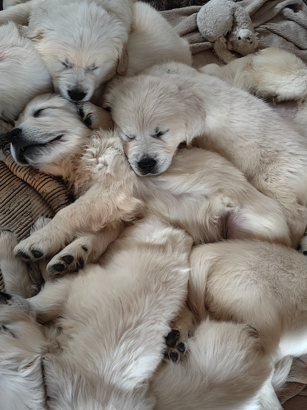 Golden Retriever